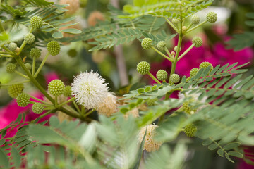 the flower looks like a dandelion