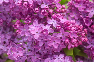 Flieder (Latin: Syringa) a species of flowering woody plants in the olive family.