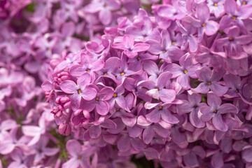 Flieder (Latin: Syringa) a species of flowering woody plants in the olive family.