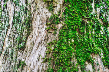 Obraz premium bark texture