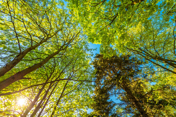 Fototapeta premium Spring in the deciduous forest. View of the tops of the trees in the sunlight from the ground level