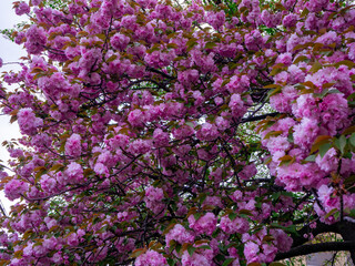 Amazing cherry flowers season in japan