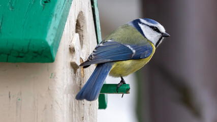 bird on a branch