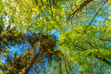 Spring in the deciduous forest. View of the tops of the trees in the sunlight from the ground level