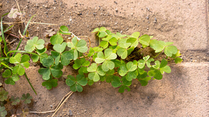 足元に咲くクローバー