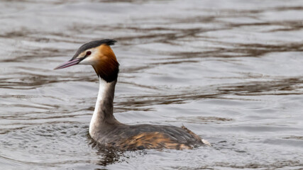 country goose in the water