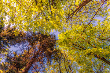 Spring in the deciduous forest. View of the tops of the trees in the sunlight from the ground level