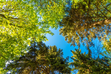 Spring in the deciduous forest. View of the tops of the trees in the sunlight from the ground level