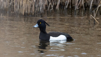 country goose swimming