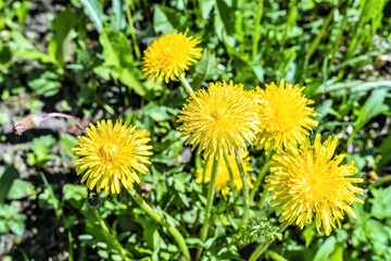 Several yellow dandelions on a background of green grass.