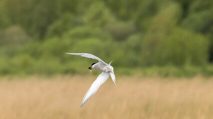 seagull in flight