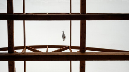 A seagull walks on a transparent ceiling in a room with wooden beams