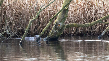 animals in the swamp