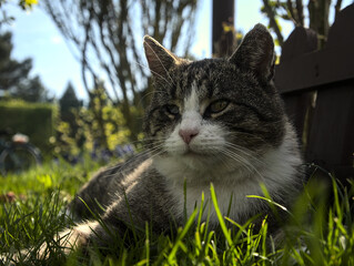 cat during the afternoon rest