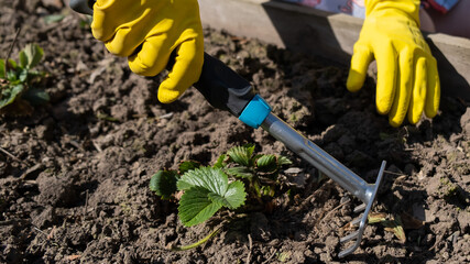 A gardener spuds strawberry beds with a rake. © Михаил Решетников