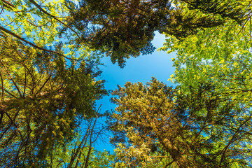 Spring in the deciduous forest. View of the tops of the trees in the sunlight from the ground level