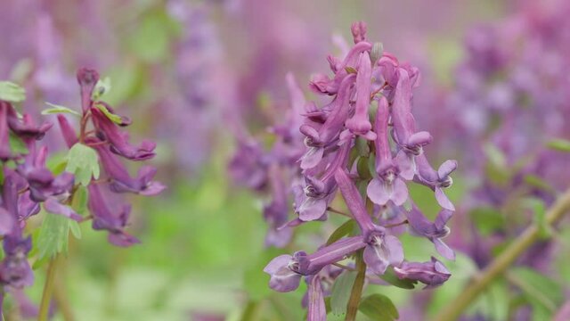 Fumewort (Corydalis solida). Flower of the Corydalis solida, the fumewort. Corydalis Purple field flower swaying in the wind