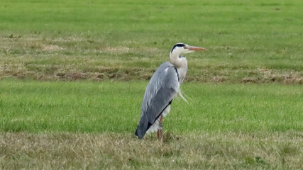 blauwereiger