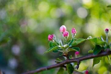 Gentle pink apple blossom on a spring branch outdoors