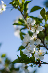 Lovely delicate cherry blossom in warm spring weather for background
