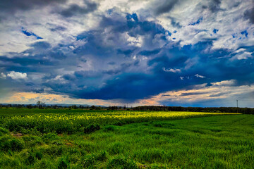 Fototapeta na wymiar Dark clouds over a field of blooming yellow rape seed