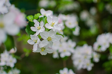 Gentle pink apple blossom on a spring branch outdoors