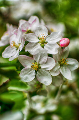 Gentle pink apple blossom on a spring branch outdoors