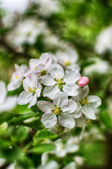 Naklejka na ściany i meble Gentle pink apple blossom on a spring branch outdoors
