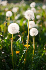 Delicate and light dandelion flowers outdoors
