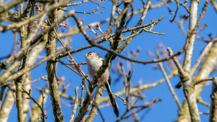 bird on a branch