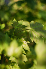 Abstraction growing green leaves on a light background outdoors