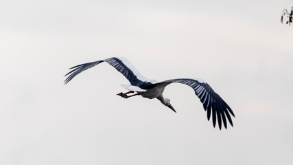 black headed vulture