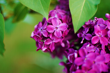 Blooming branch of lilac in the open air blooms in May