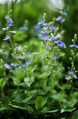 Little spring blue Veronica flowers bloom outdoors