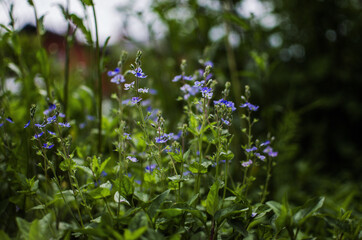 Little spring blue Veronica flowers bloom outdoors