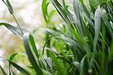 Fresh juicy green grass for summer