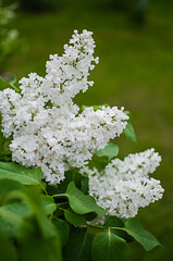 Blooming branch of lilac in the open air blooms in May