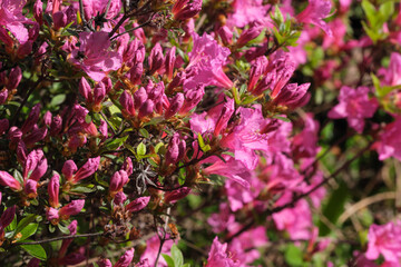 Beautiful flowering rhododendrons