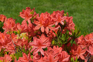 Beautiful flowering rhododendrons