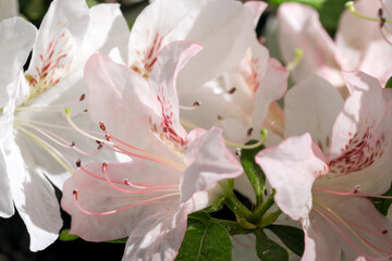 Fototapeta na wymiar Beautiful flowering rhododendrons