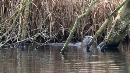heron in the pond