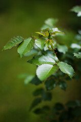 Beautiful fresh roses grow outdoors in the summer