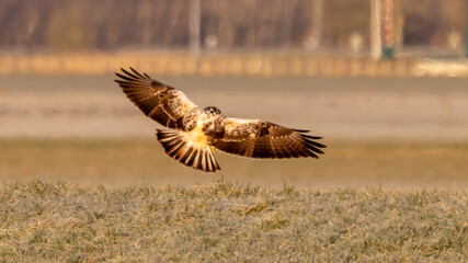eagle in flight