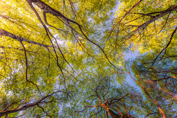 Spring in the deciduous forest. View of the tops of the trees in the sunlight from the ground level