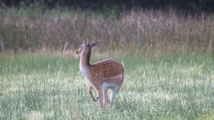 white deer