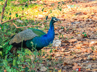Fototapeta premium Beautiful Peacock witnessed in the forest. 