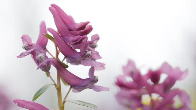 Fumewort (Corydalis solida). Flower of the Corydalis solida, the fumewort. Corydalis Purple field flower swaying in the wind