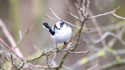 spotted woodpecker