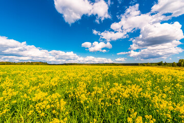 Obraz premium Meadow covered with yellow flowers on a cloudy spring day