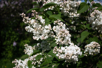 Lilacs in different colors and different angles